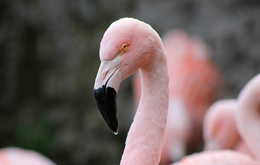 chilean_flamingo.jpg